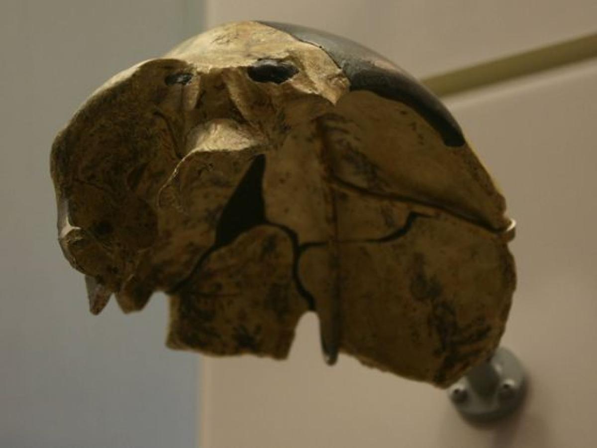 Un cráneo de un millón de años hallado en China podría reescribir la historia de la evolución humana