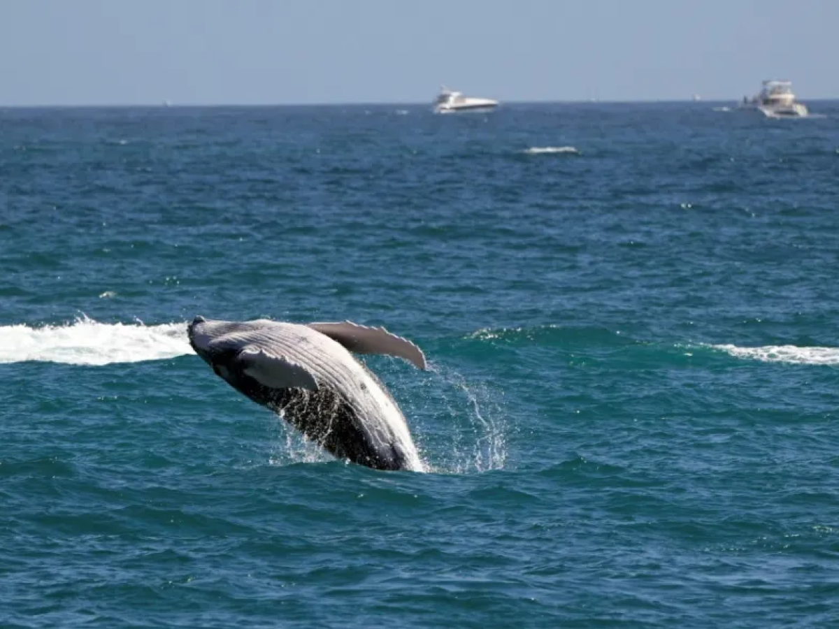 Estudio revela que ballenas grises se están encogiendo