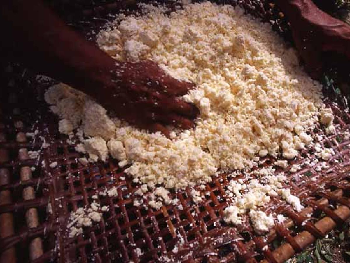 Rescate en la selva: la fariña, el alimento que permitió la supervivencia de niños en la selva