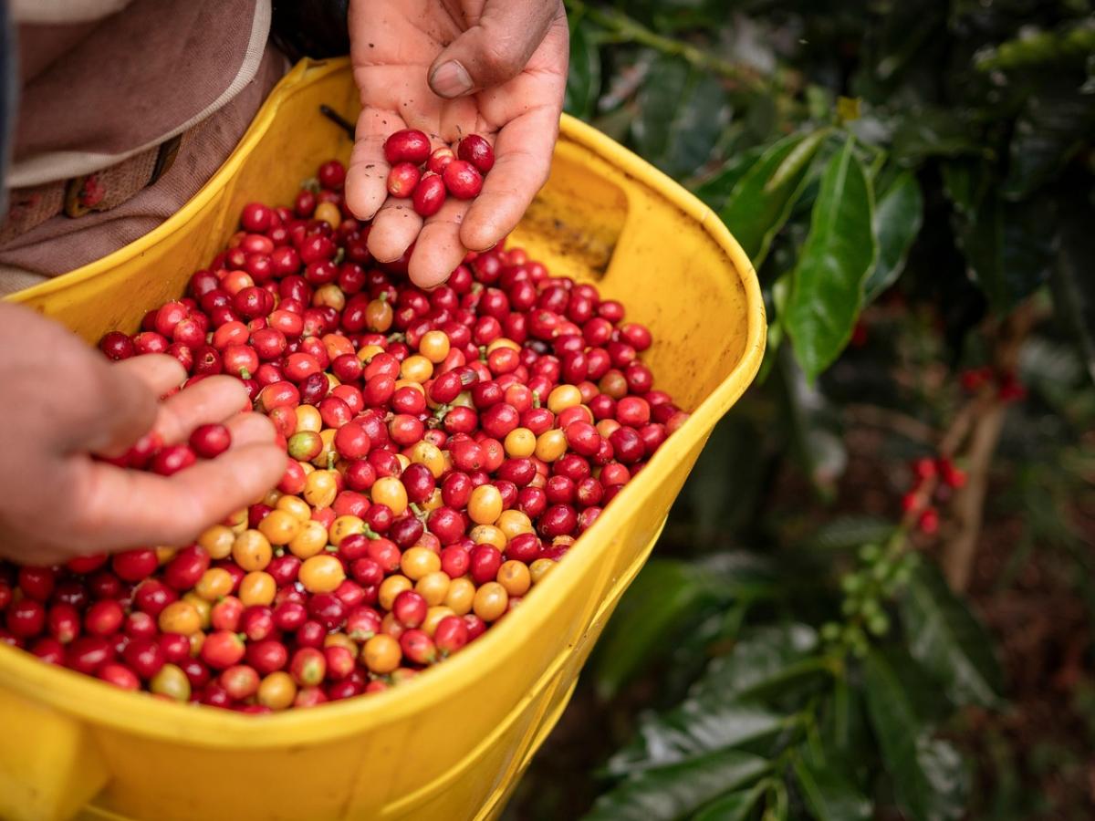 Campesinos del Catatumbo reciben seguros agrícolas con apoyo del Gobierno