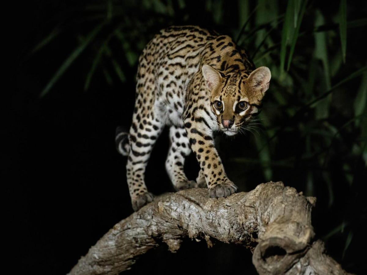Buscan felino en Villavicencio: dónde fue visto 