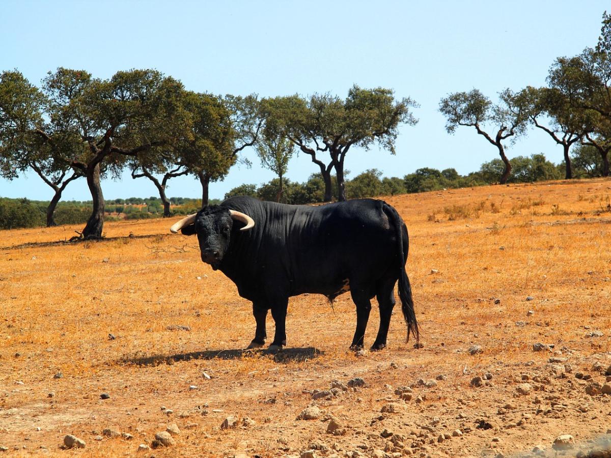 Día Internacional Antitaurino 2025: Historia y leyes en Colombia