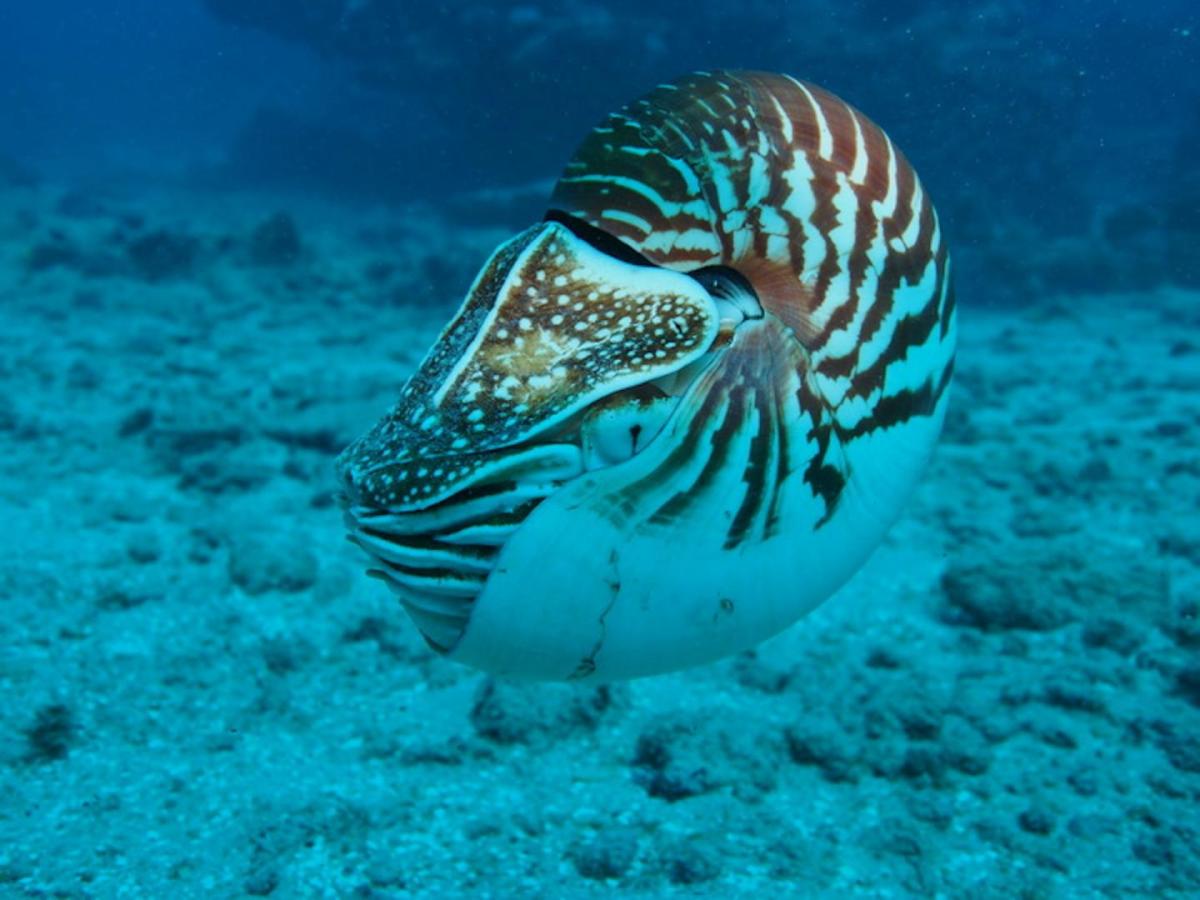 Top 10 nuevas especies marinas Top 10 nuevas especies marinas