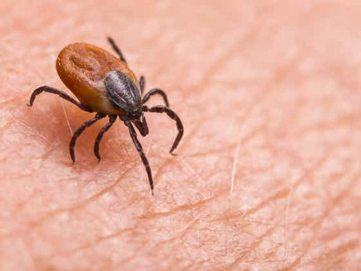 Descubierto en China un nuevo virus patógeno para los humanos