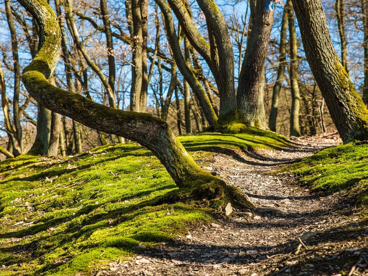 Las cifras que alarman a científicos y agitan el debate en la COP16