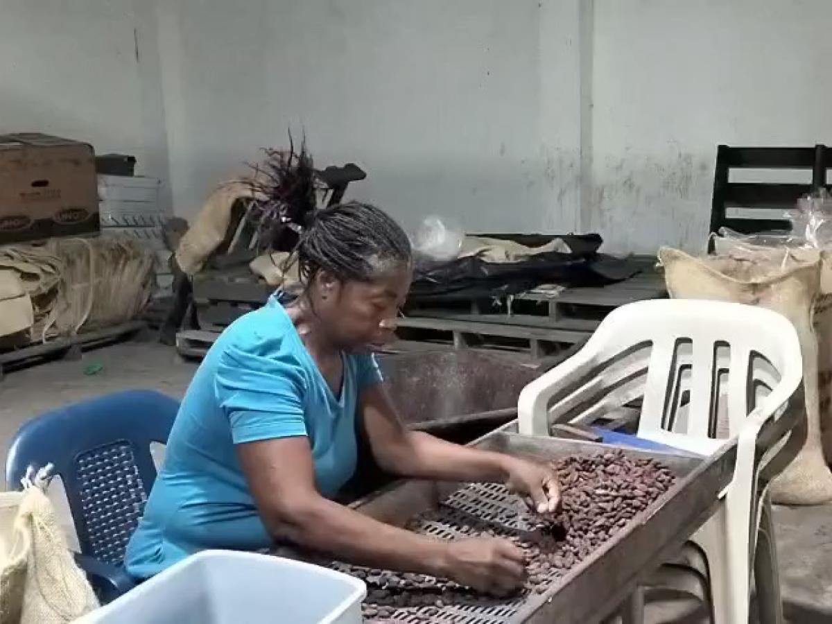 Cortepaz Tumaco: familias construyen paz con cacao