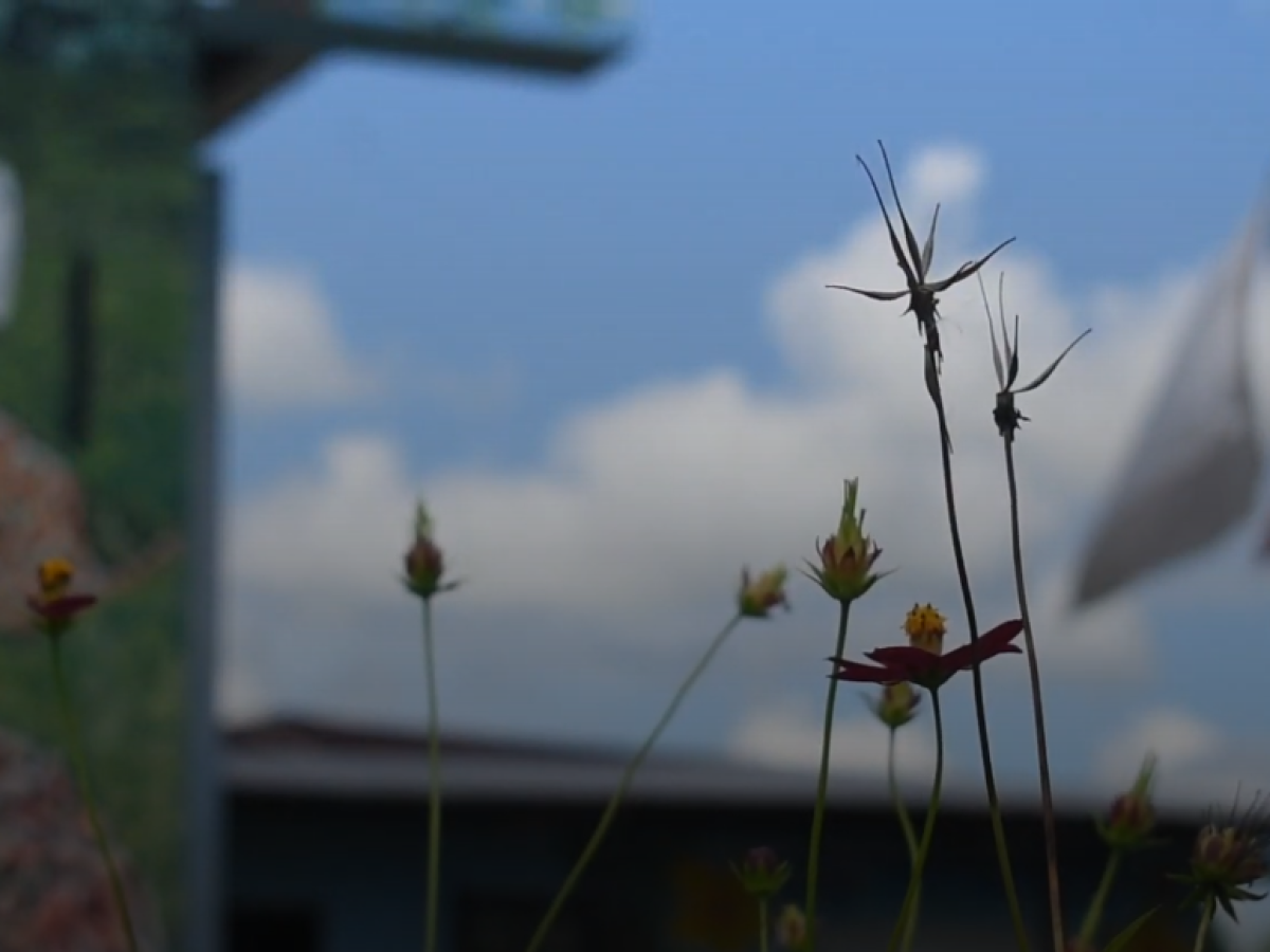 Apicultura en San Vicente del Caguán, Caquetá