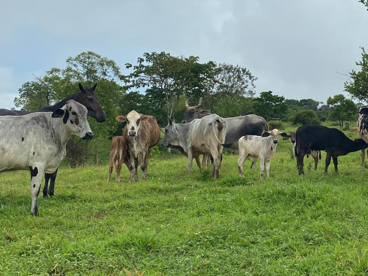 Productores de leche Colombia piden extender medida arancelaria en 2025 