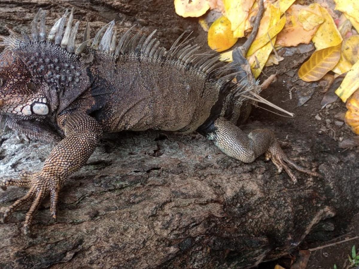 Parque Colón de Tumaco, Nariño y su espectáculo de iguanas