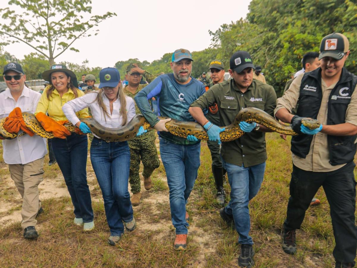 Los ejemplares son diferentes especies como reptiles, anfibios y aves y fueron liberados en la reserva natural de la sociedad civil Yurumí en el municipio de Puerto López.