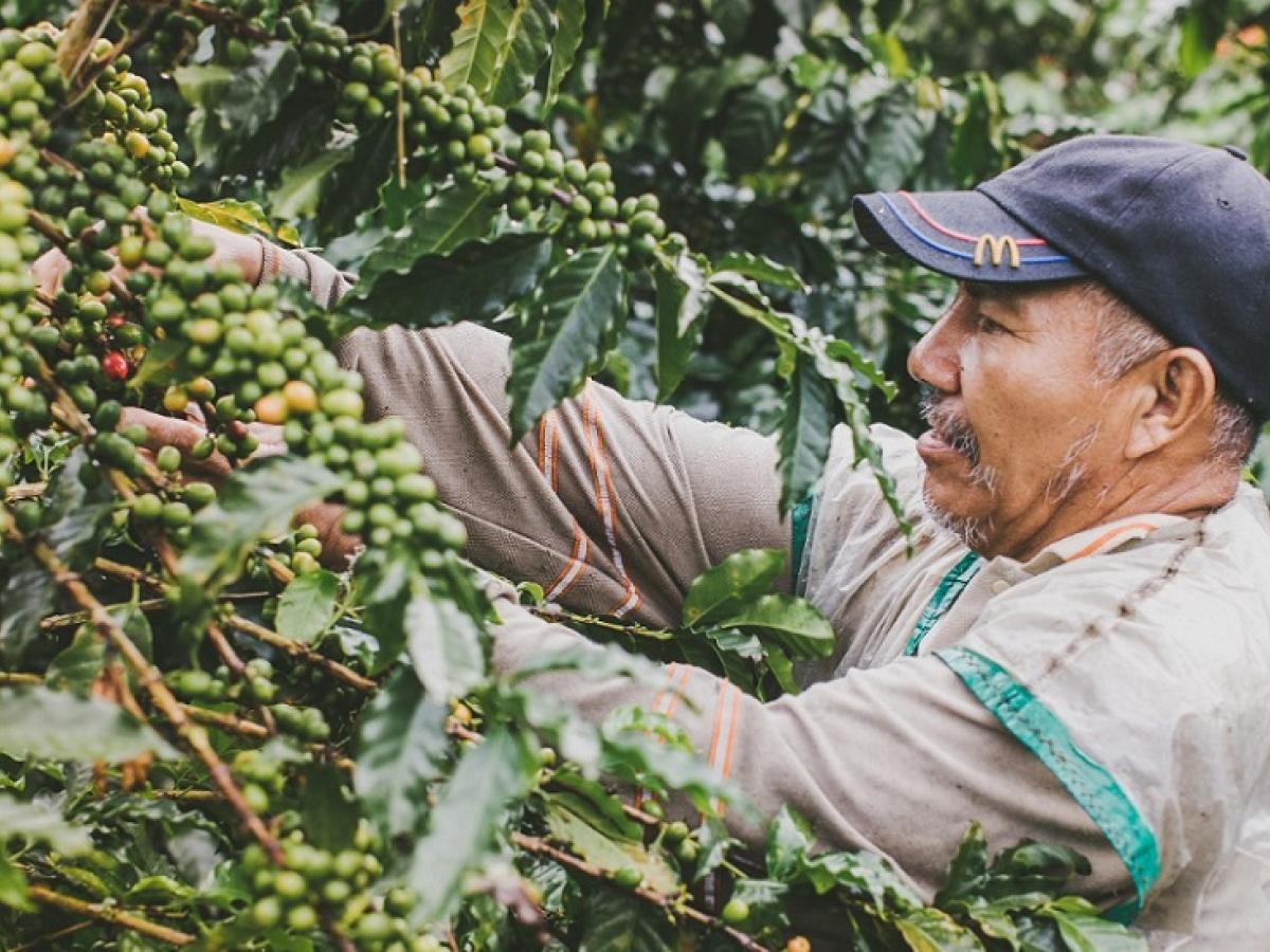 Familias productoras de café