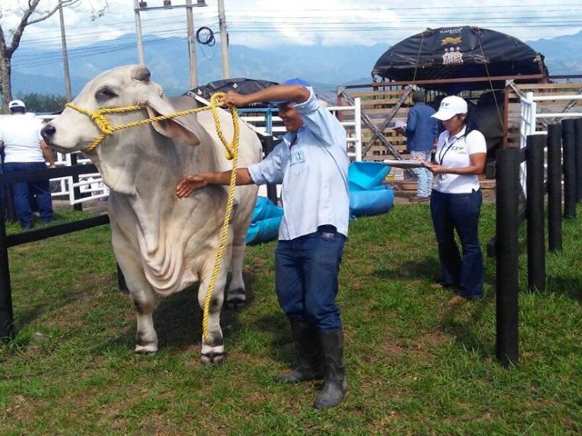 Feria Bovina 2023 