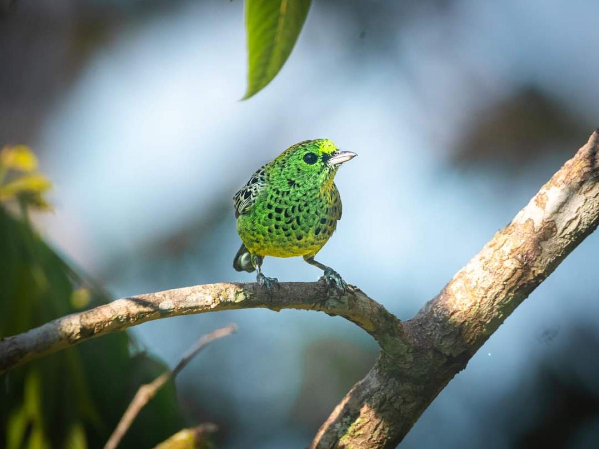 Avistamiento de aves en La Macarena: rutas, recorridos y especies
