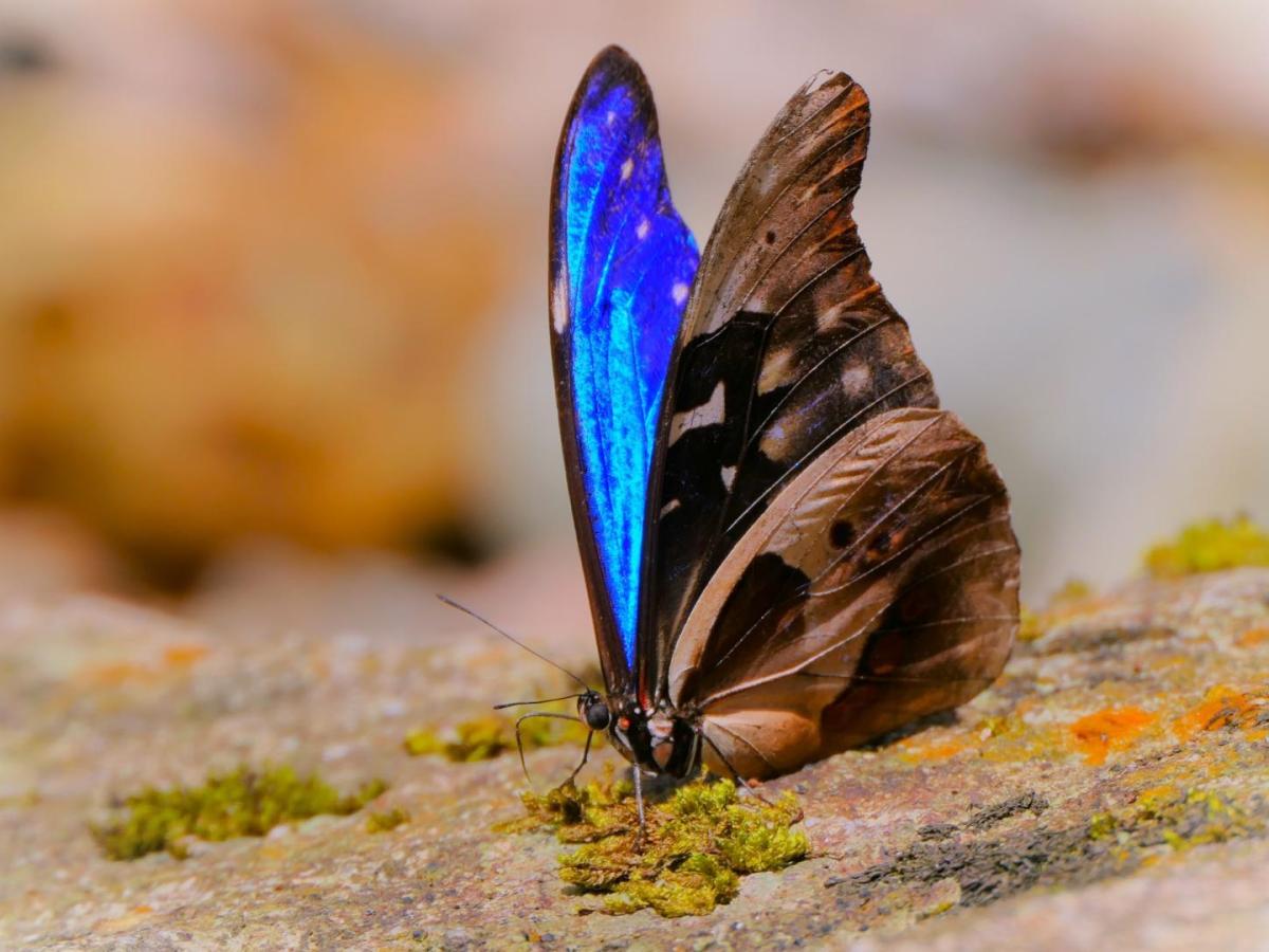 Avistamiento de mariposas en el sur del Meta, un atractivo turístico