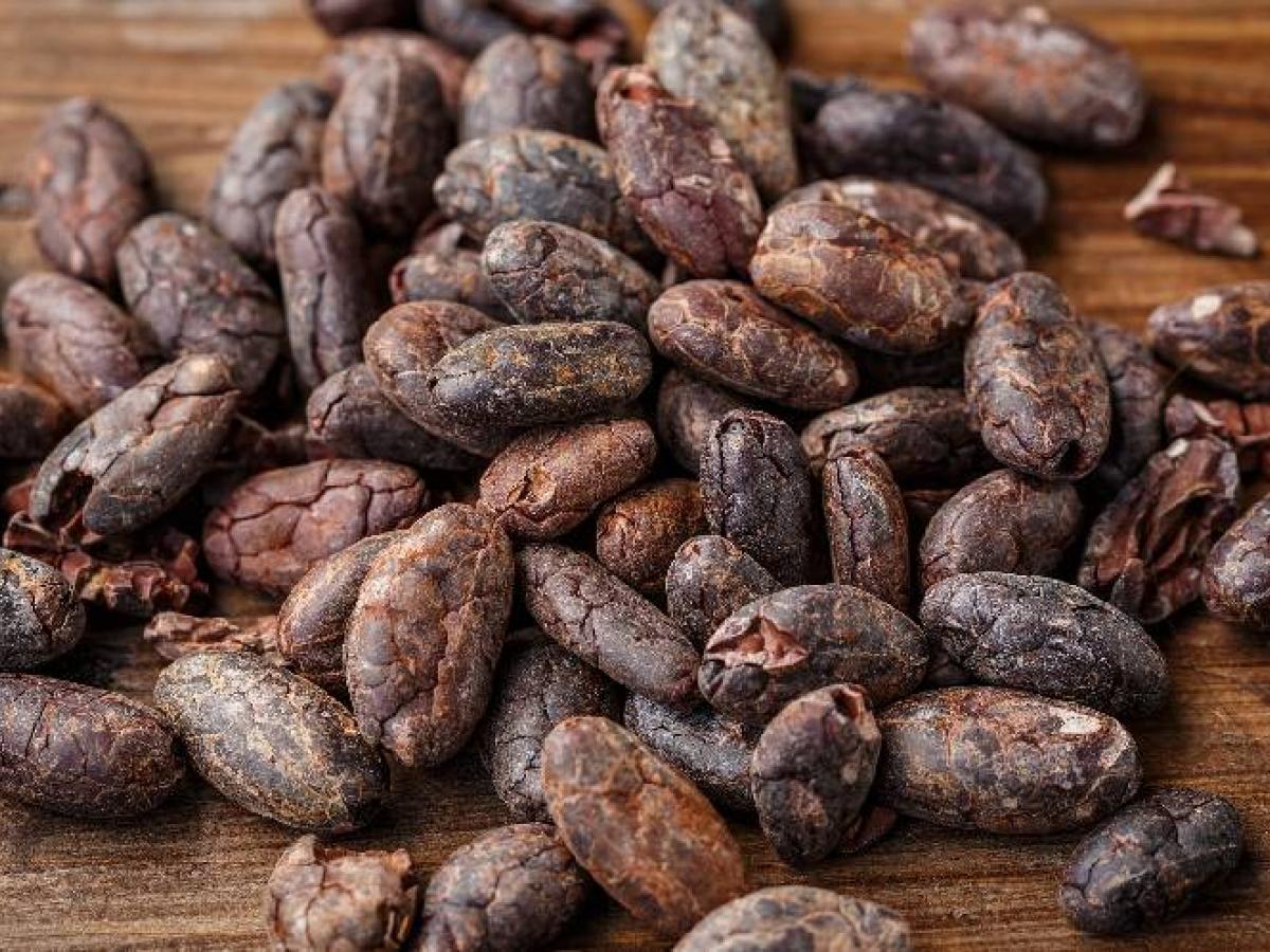 Concurso Nacional ‘Cacao de Oro’ 2022 | Semifinalistas