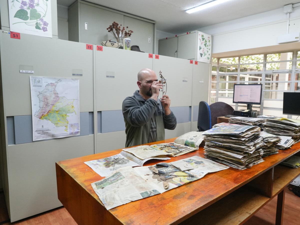 Herbario amazónico colombiano Dairon Cárdenas: Instituto Sinchi