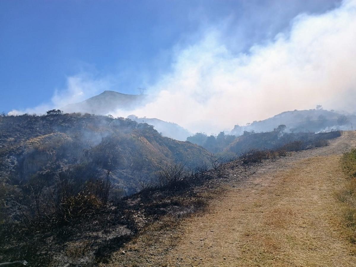Incendios en Bogotá: líneas de atención animales silvestres heridos