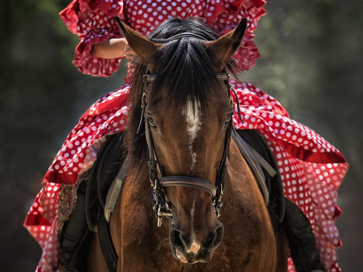 Procuraduría insta a suspender la cabalgata sanjuanera en Ibagué por falta de reglamentación