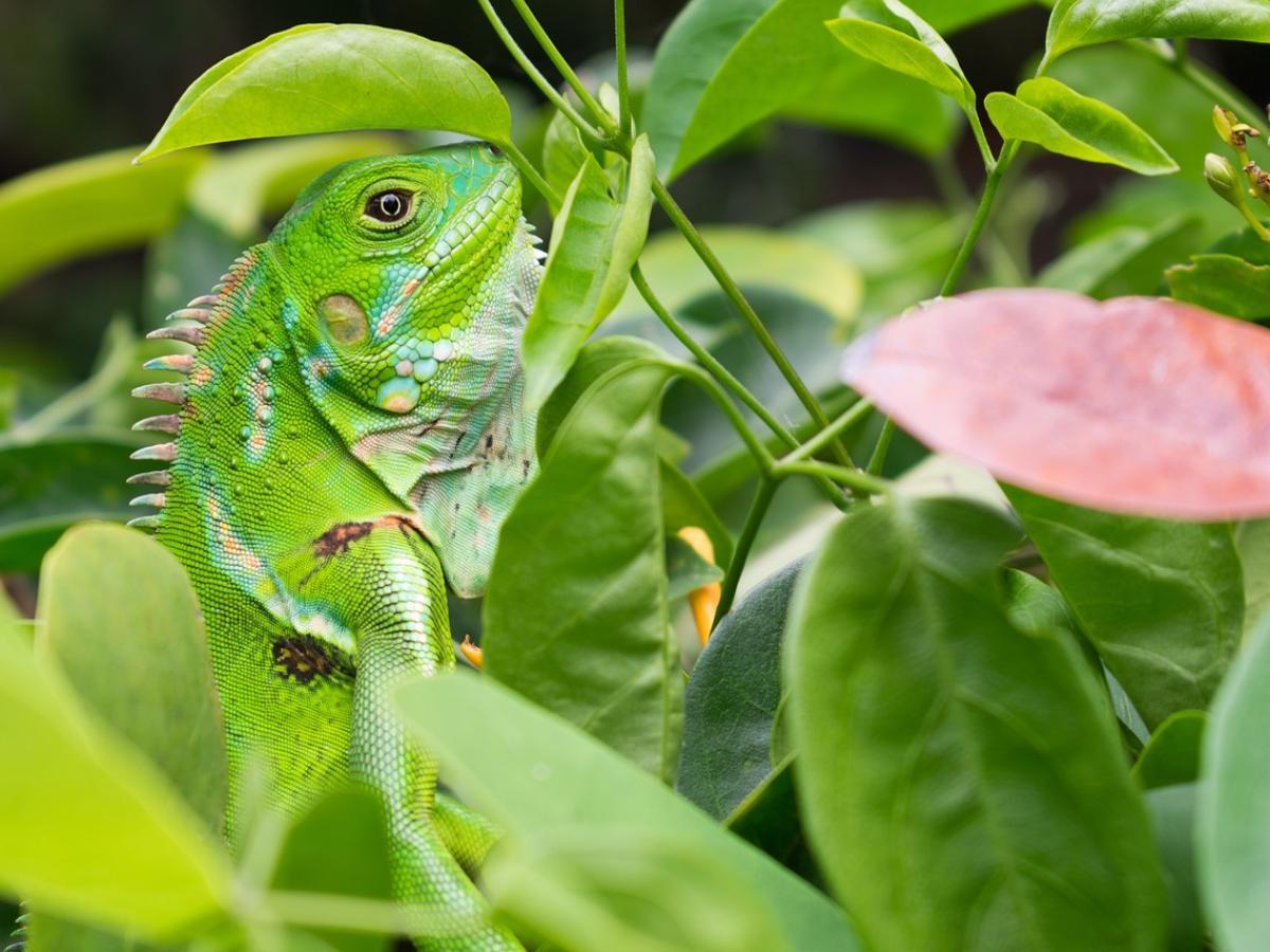 Cop 16: global Event for biodiversity conservation in Colombia october 2024