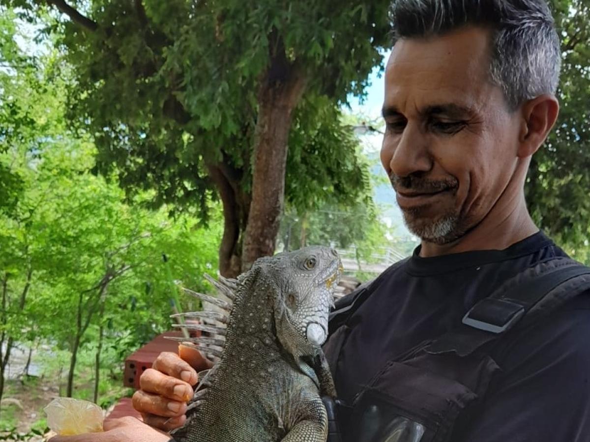 Tiktoker que cuida iguanas en Santander: Albeiro Sánchez