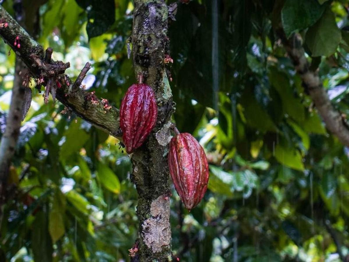 Cesar: Crean fondo para apoyar a los cacaoteros de la región