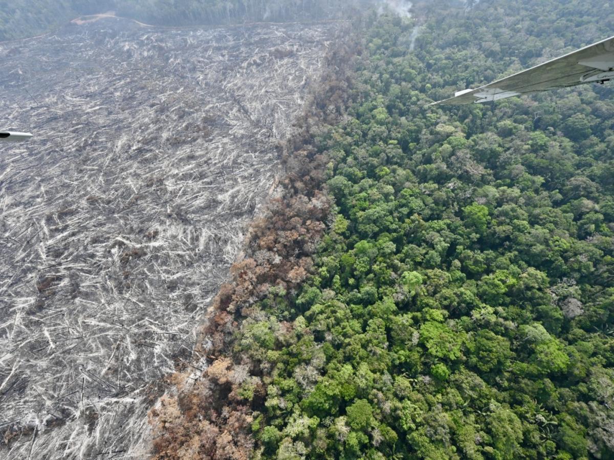 Hoy se conmemora el Día Internacional para la Prevención de la Explotación Ambiental en la Guerra y los Conflictos Armados