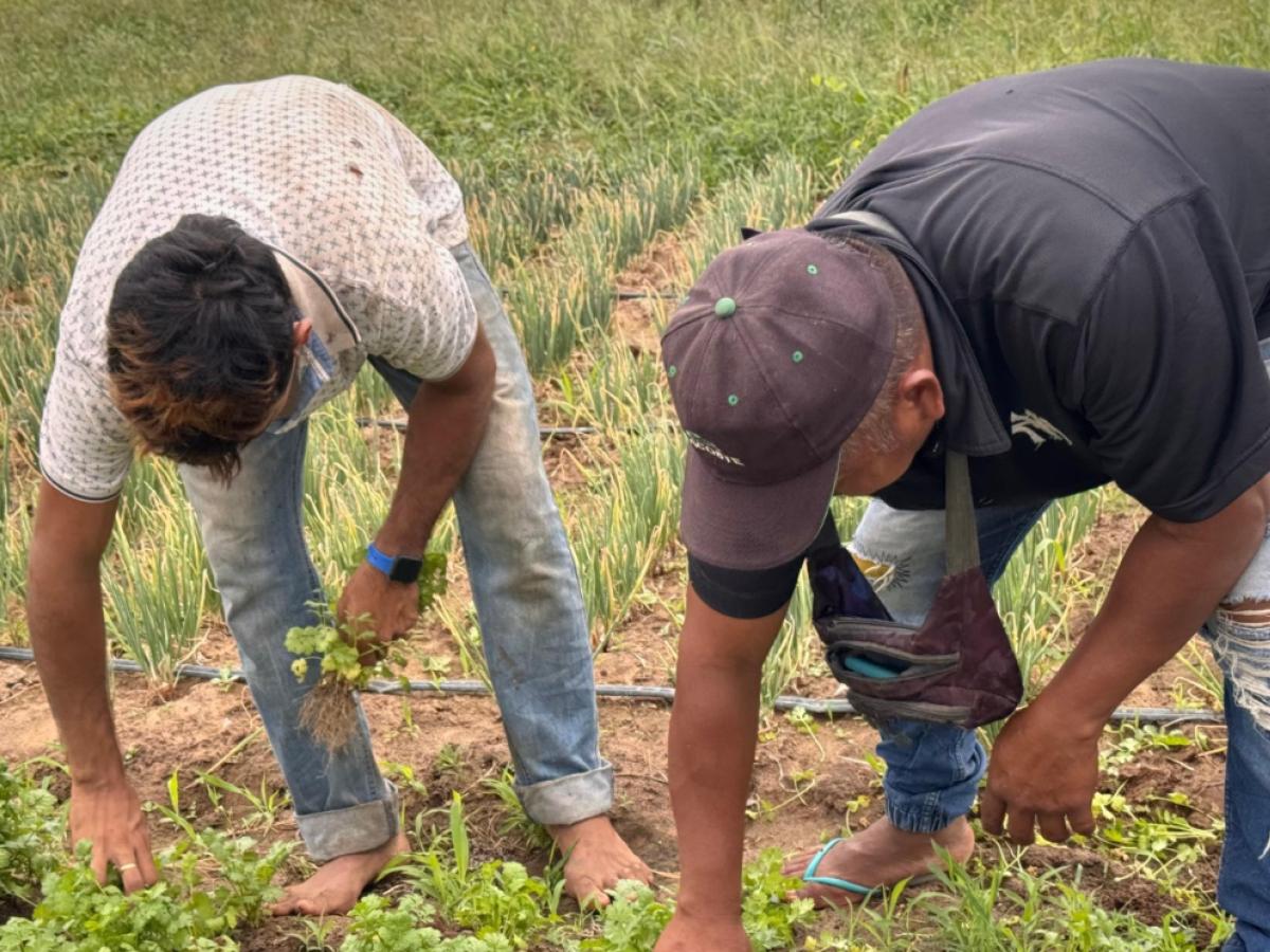 Tolima: ICBF impulsa compras públicas campesinas