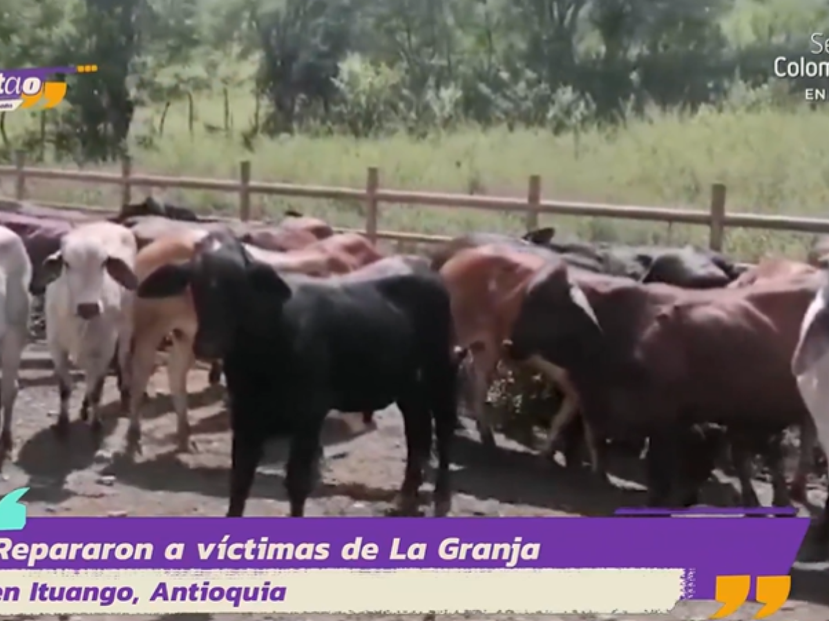 Ganado entregado a víctimas del conflicto en Ituango Antioquia 