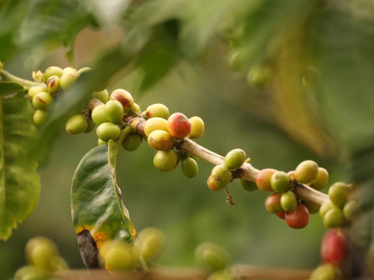 Municipios PDET: productores de café y cacao del Tolima recibirán recursos