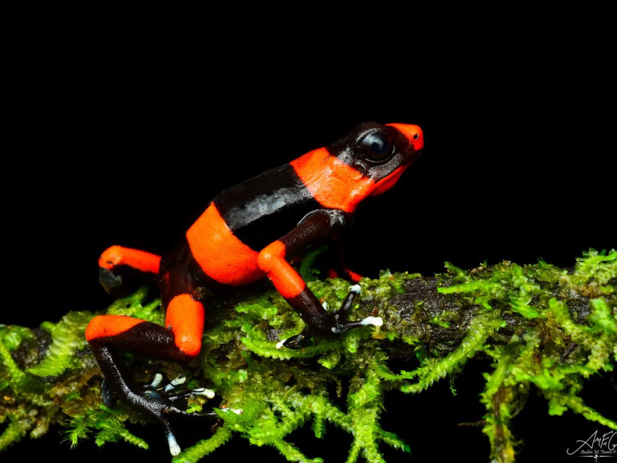 La rana Oophaga lehmanni revive en la cuenca de Anchicayá 