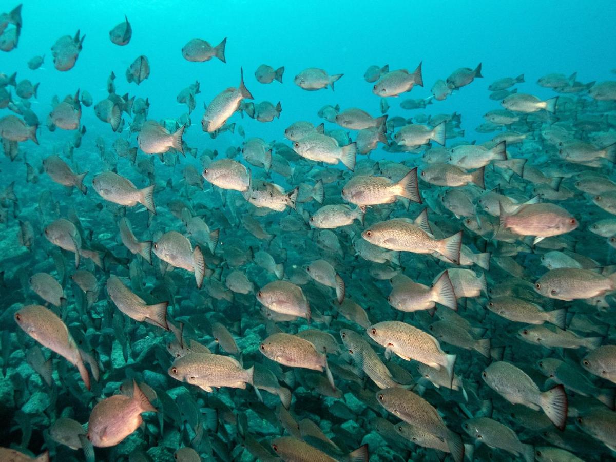 Isla Malpelo- pesqueros ilegales