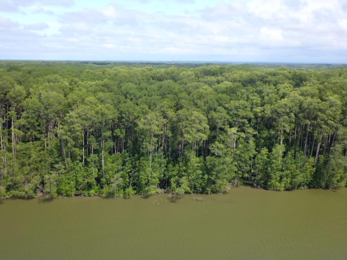 Manglares: Qué son, cuáles son sus funciones y su fauna y flora