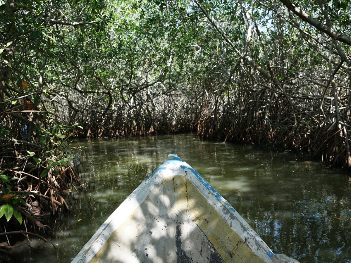 La ardua labor que hacen las mujeres piangüeras por los manglares