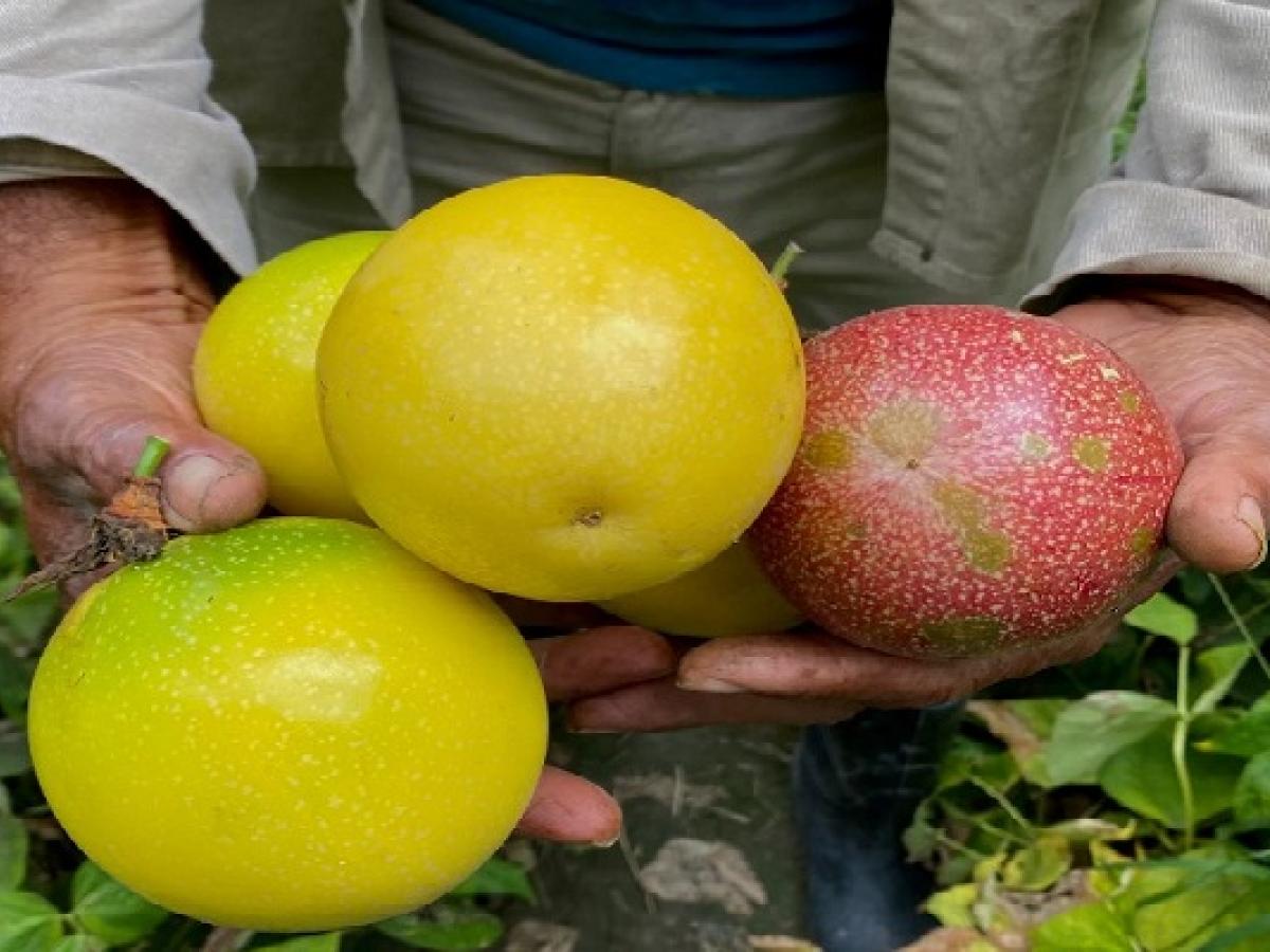 Colombia exporta pasifloras a más de 30 países