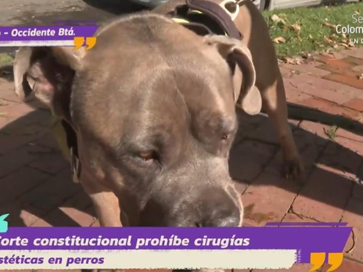 prohibición de prácticas de maltrato animal con fines estéticos