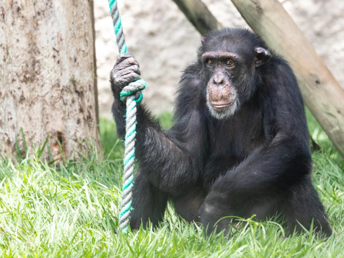 Proyecto Gran Simio solicita transladar a Yoko de Pereira a santuario en Brasil