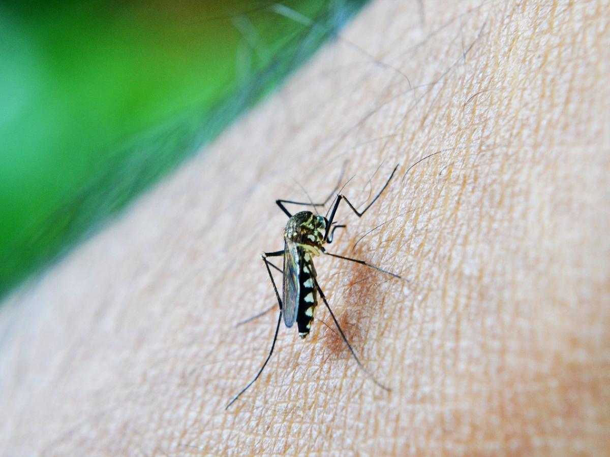 Dengue en Colombia: los casos confirmados aumentaron en 2023