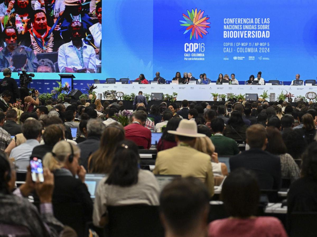LLamado urgente en la COP16 por la biodiversidad antes del punto de "no retorno"