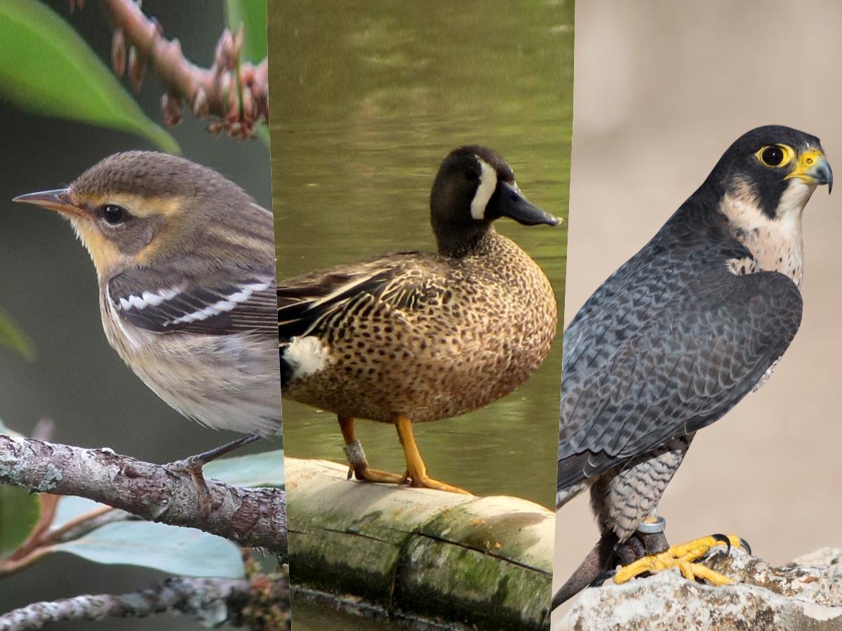 Aves Migratorias Colombia