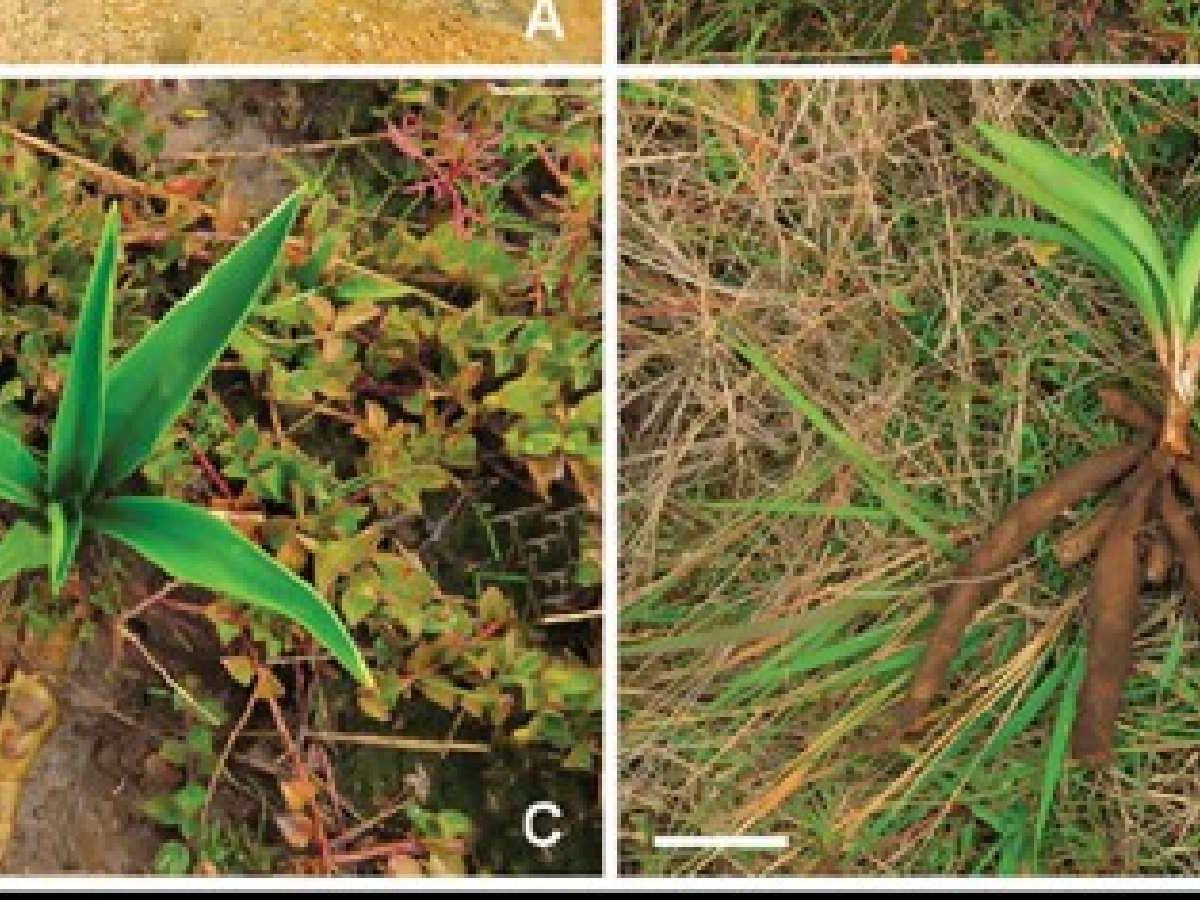 Nueva orquídea Muisca descubierta en Colombia: ¿qué es y dónde se encuentra?