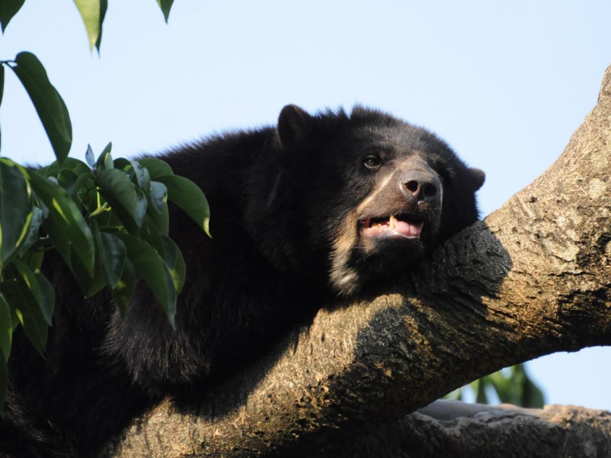 Avistamiento de osos de anteojos en Boyacá