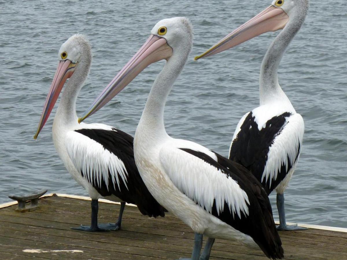 Influenza aviar: alerta en Perú, Ecuador y Venezuela