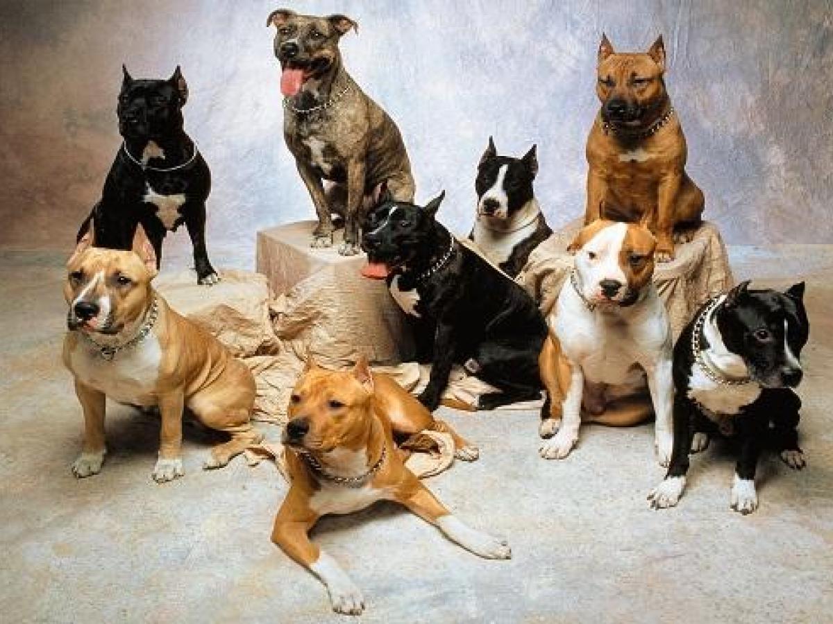 Procuraduría solicita medidas de control para perros de razas peligrosas en espacios públicos