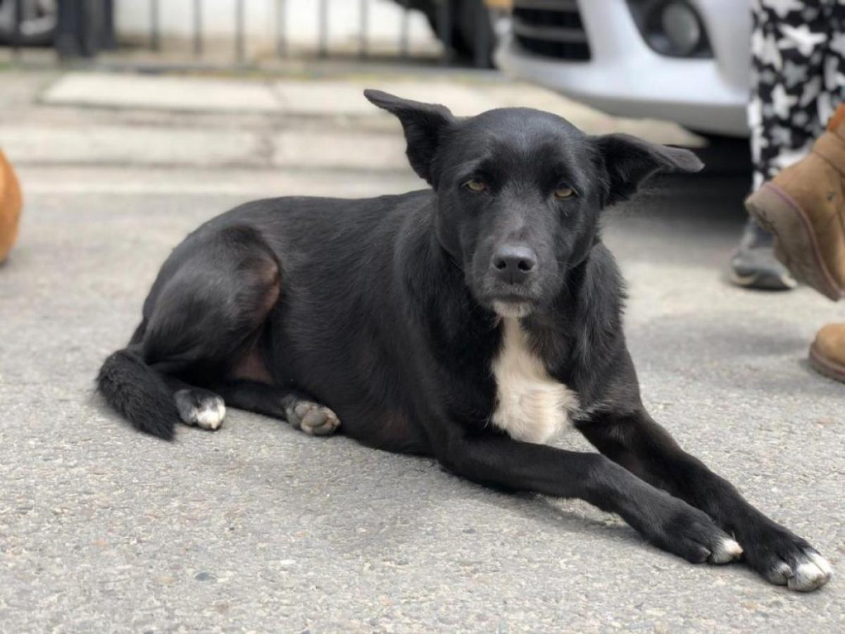 Día Internacional del Animal Sin Hogar: por qué sigue creciendo el abandono