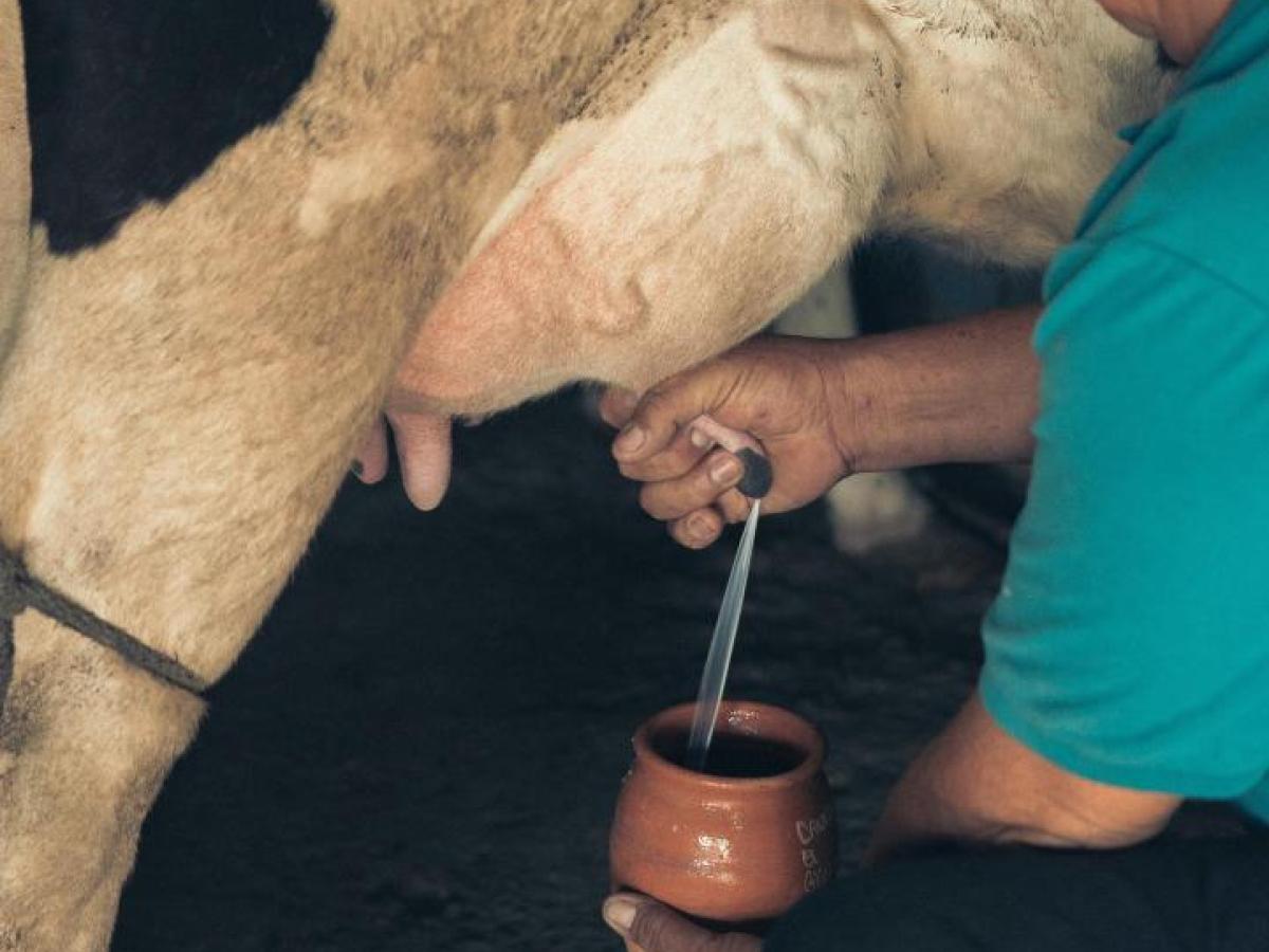 Producción lechera en Colombia llega a nivel histórico