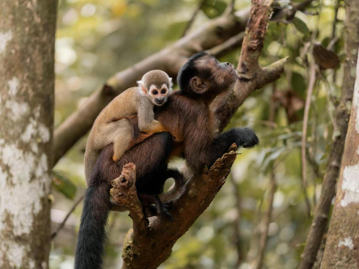 De la Amazonía a la selva maya: Colombia y Guatemala se unen para conservar el bosque