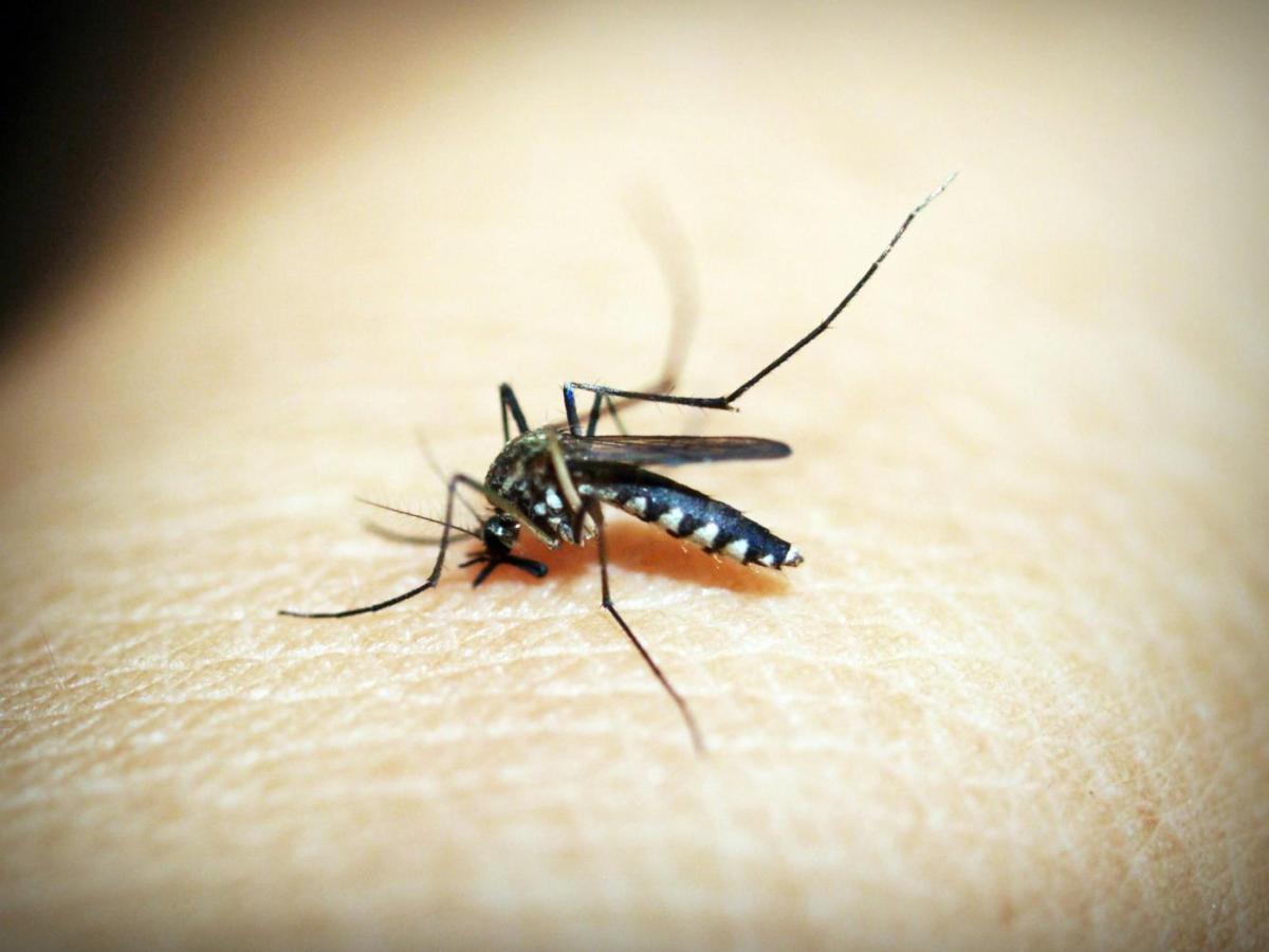 Diferencia entre mosquitos selváticos y urbanos que transmiten fiebre amarilla