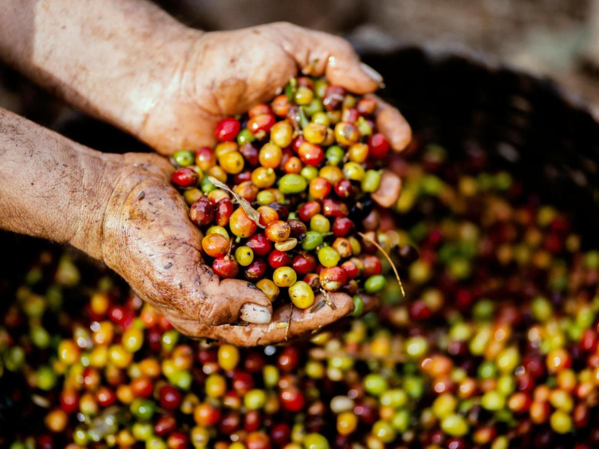 Producción de café en Colombia alcanzó récord de 14,8 millones de sacos en 2024