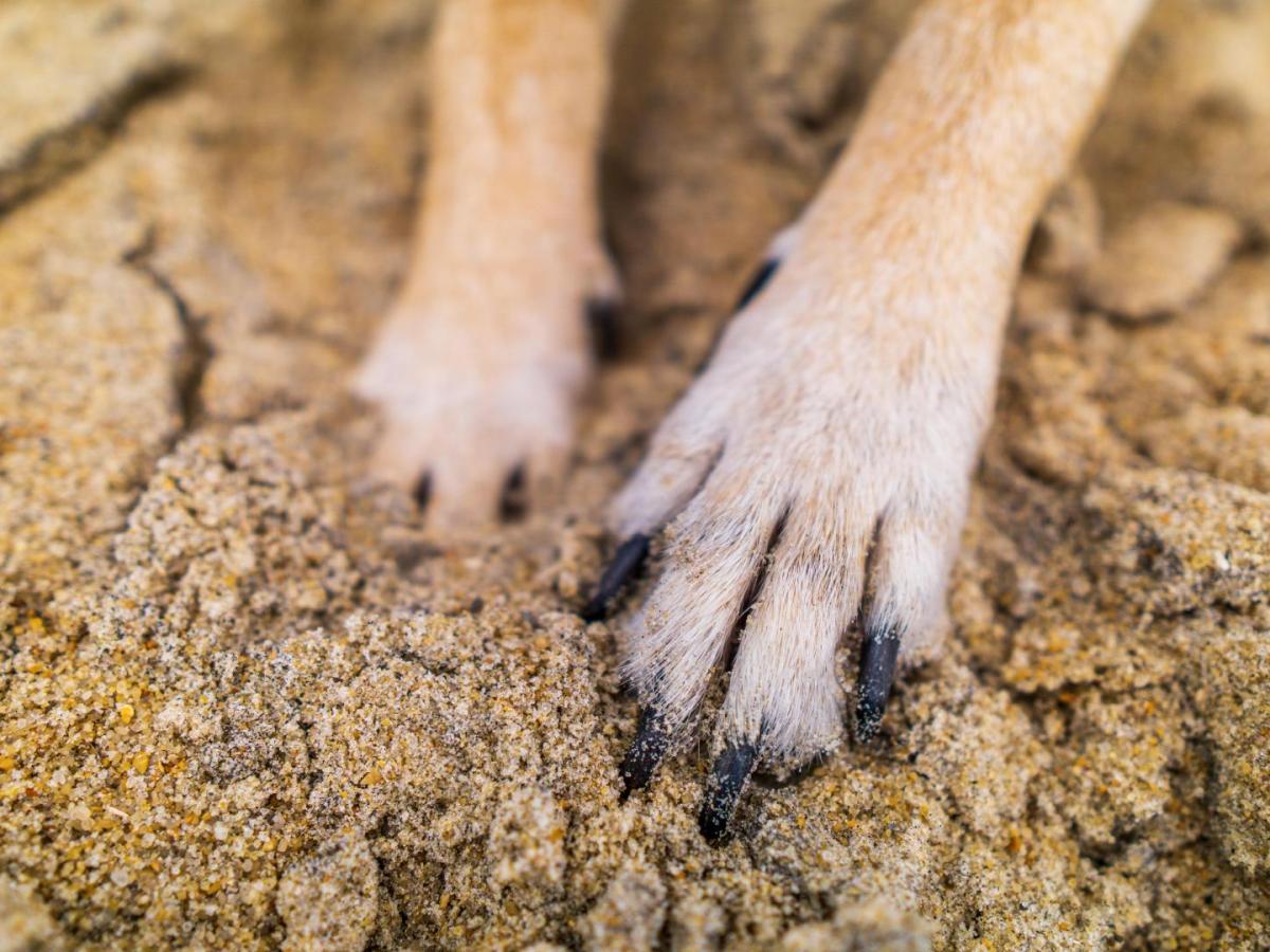 Pasto: Presunto responsable de quemar a un perro fue enviado a la cárcel