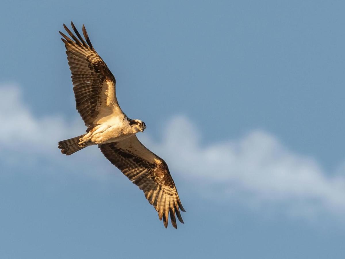 Día Internacional de las Aves Migratorias: por qué se celebra 11 mayo